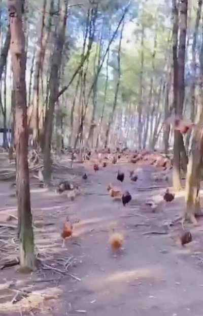 Erwin's speech but with chickens