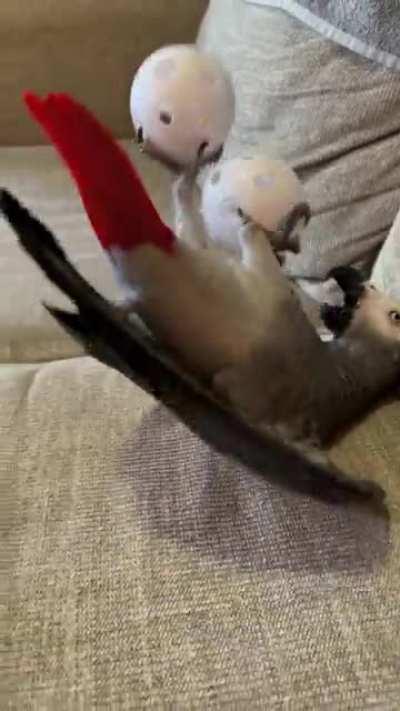 Bird 🧠 broke