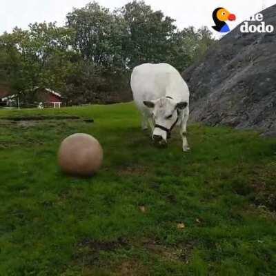 Big boye grass doggo loves to play fetch!