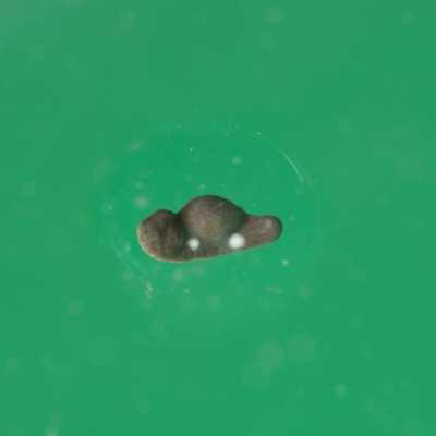 Frog egg growing into a tadpole, recorded over about 72 hours. Recorded with a 5:1 lens