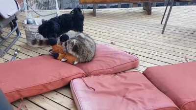 We call him Little Hands. He lives in the wild but comes back to play with his foster brother. (Don't worry, both are vaccinated)