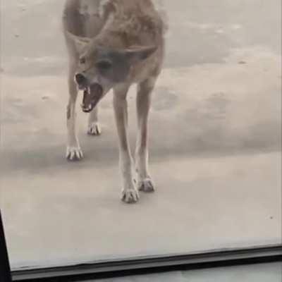 Rabid coyote wants to be let inside!