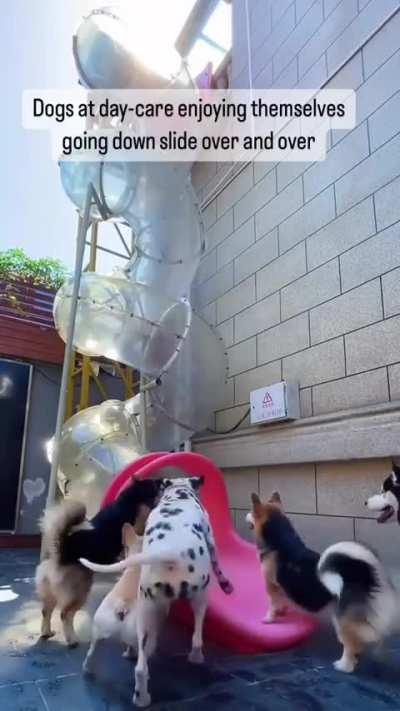 Dogs at the Doggy Daycare enjoying the slide