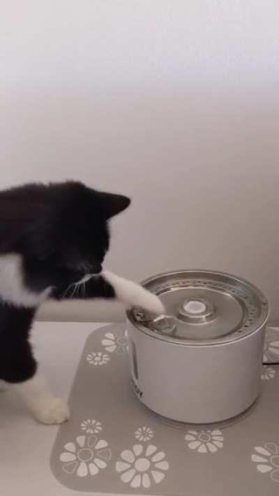 Put some ice in my cat's fountain