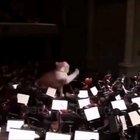 Just a sneezing cat and some free time!