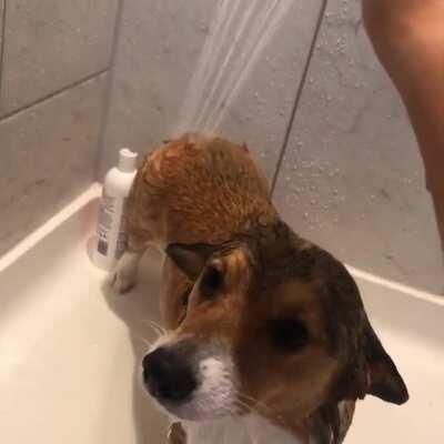 When you had a long day and need that shower 🚿 🧼 🦊
