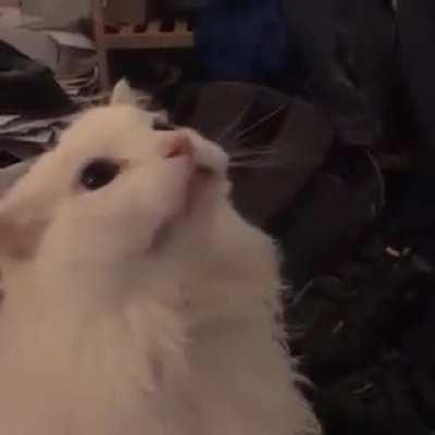 White cat meowing