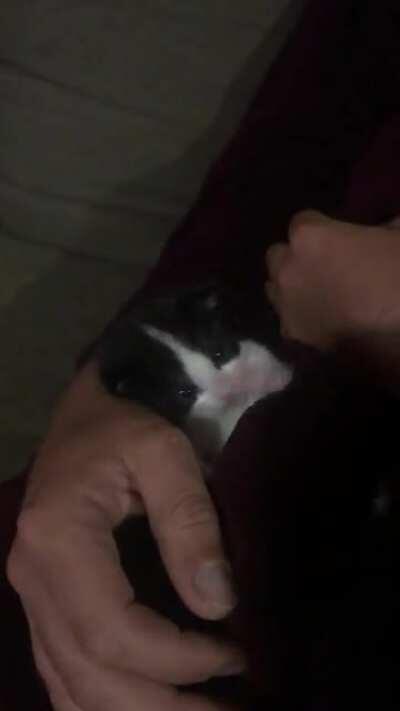 My new foster bubba Podrick has been charged with one count of illegally smol and ten counts of illegally cute