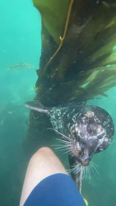 🔥 Harbor seal tickle attack