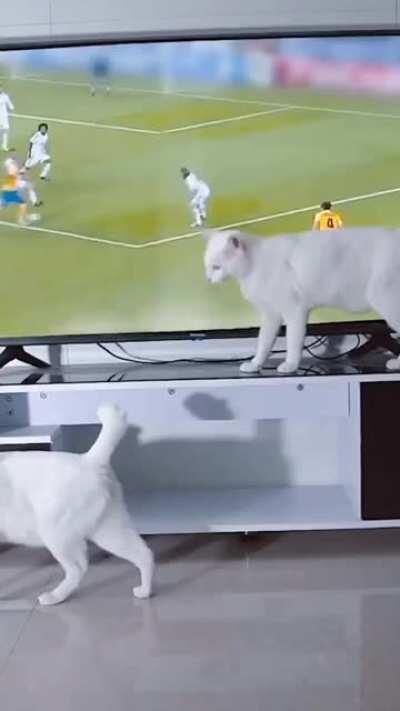 Fuck you in particular... and you and you and you