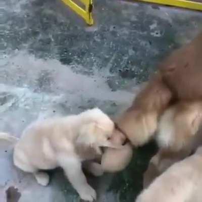 Slap, slap, slap, bite