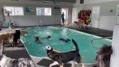Doggos at their very own pool have the best day ever