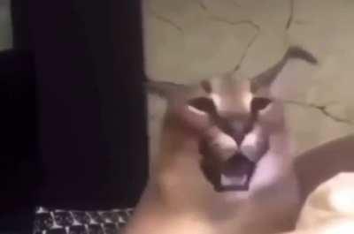 Floppa rapping (sound on)