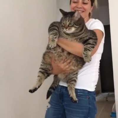 Chubby cat here to cheer you all up!