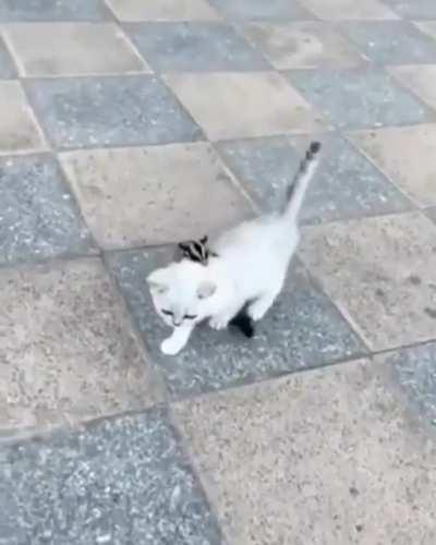 Where have you seen such enmity and friendship, tell me