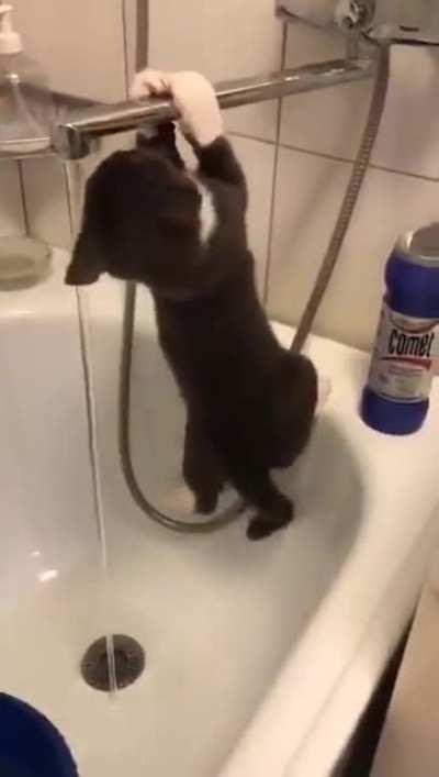 When your home cat thinks it’s a top predator with ninja skills