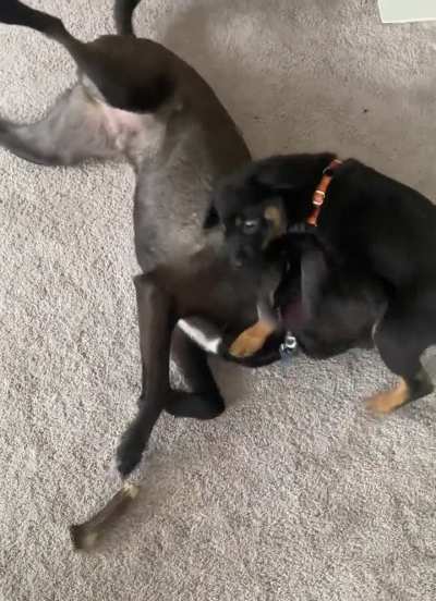 Boone with his fresh new puppy, Violet. 💕