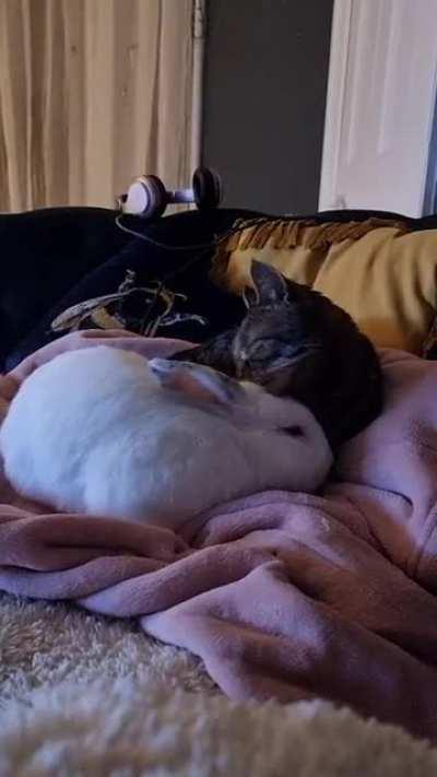 Since our other bunny Alfie passed away, our adopted cat Nano has starting grooming our now only rabbit Niklaus