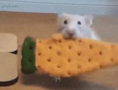 hAMSTEr is bruTELY MUrdERed bY a DoG