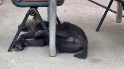 Posting yeens until I get to pet one day 1090 This is how you use chairs... Right??