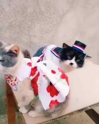 Gatos endieciochados, y ustedes ni quieren poner la bandera eh?