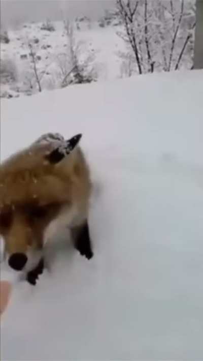 Feeding wildlife, what could go wrong?