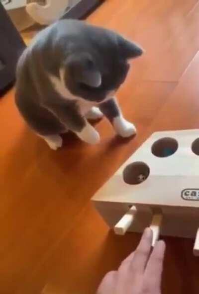 That's an ingenious cat toy.