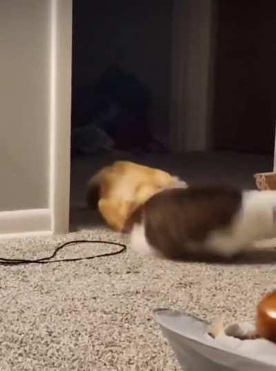 The Tea Bag Assassin