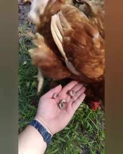 Grubs give extra health