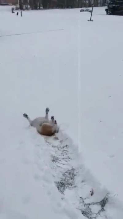 Immersing yourself in the snow is wonderful.