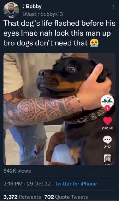 I didn't even know they had chiropractors for dogs