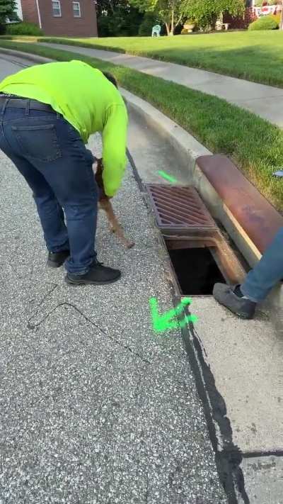 Two men deposite a fawn in a storm drain where it can jump around happily ever after