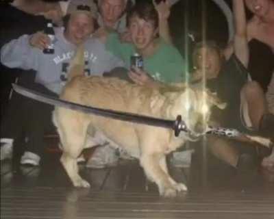 Good boi, guardian of all good bois