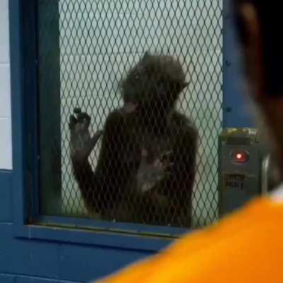 HUMOR: WEASEL APPRECIATION