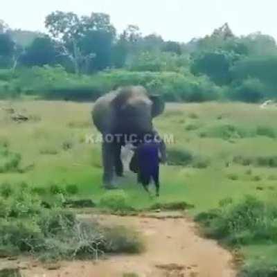 That's why you should never annoy elephants