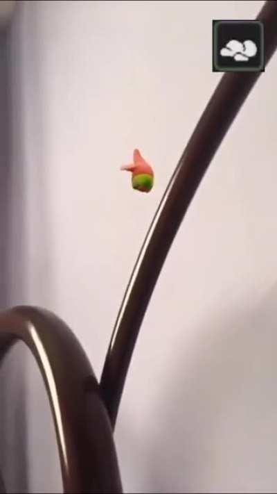 Shulker doesn't like Patrick