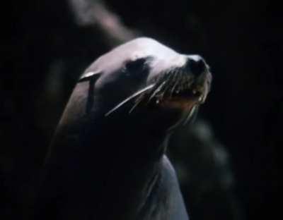 The Famous Nude Beach Run - Hot Moves (1984)