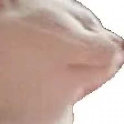 Petition for Asmongold to add catJAM, so we can vibe in chat