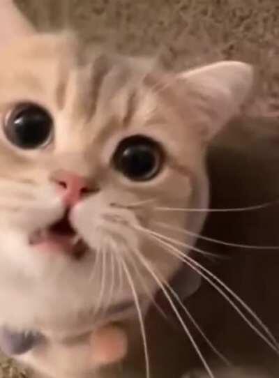 All I know is that I need more