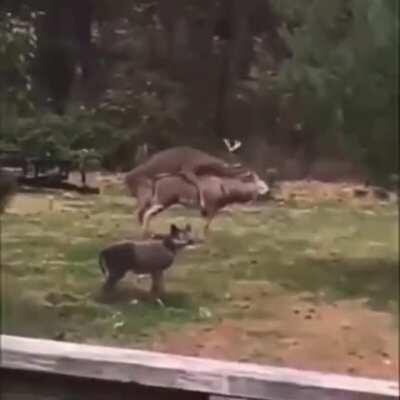 My name is buck and I like to f**k