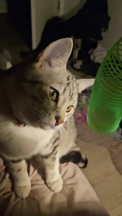 Gabriel discovered slinkies