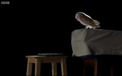 Owls make no sound when they fly