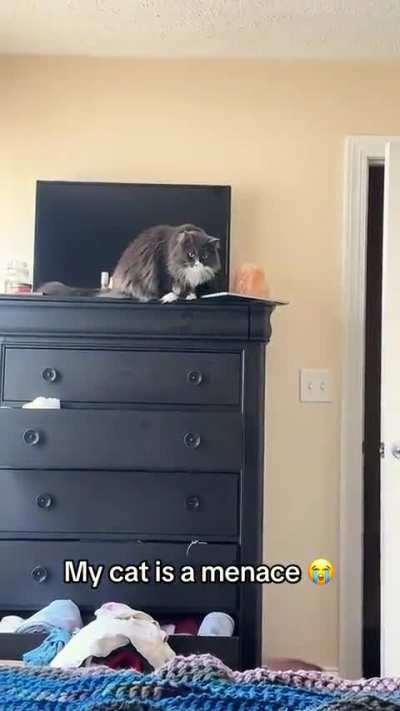 If you anger a cat, be prepared for revenge