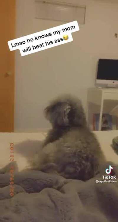 Toby no bite, I just chilling here.