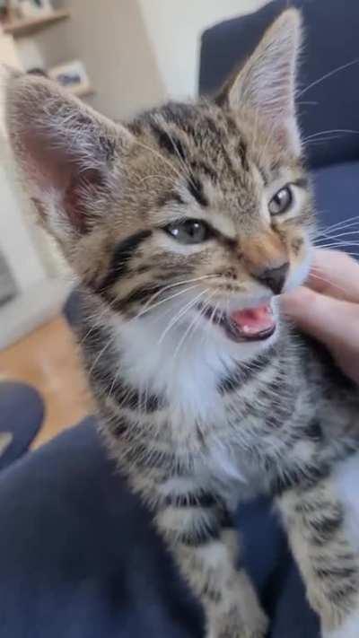 Sound on for loads of purrs and some meow squeeks from this SIC mini edition