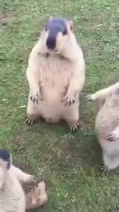 These guys are cute and funny