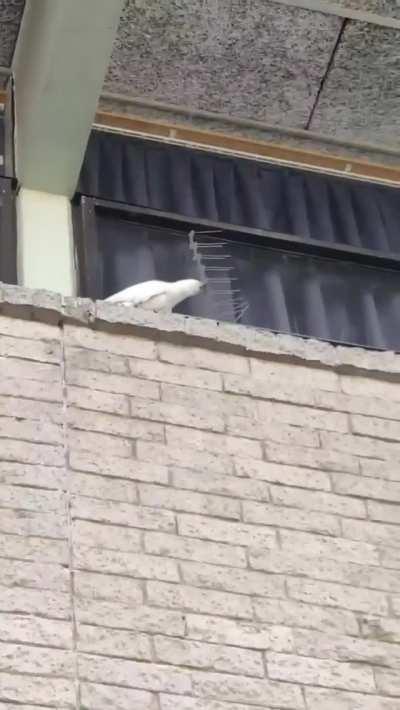 Anarchist cockatoo tears down spikes. No gods, no masters.