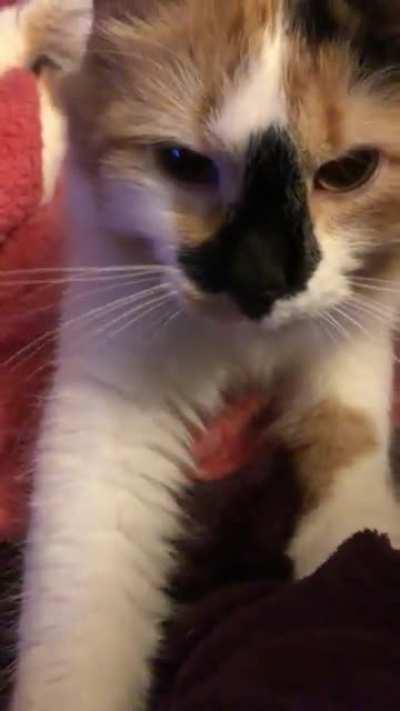 Master baker Miku and her biscuits