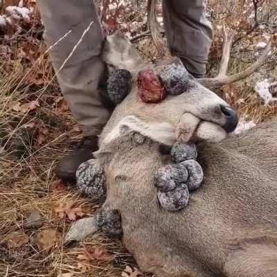 Deer infected by the Papilloma virus, which causes the growth of huge tumors