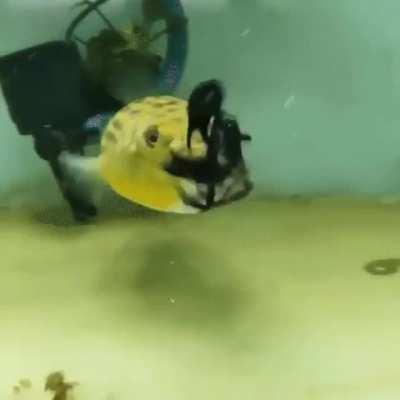 Fahaka puffer feeding